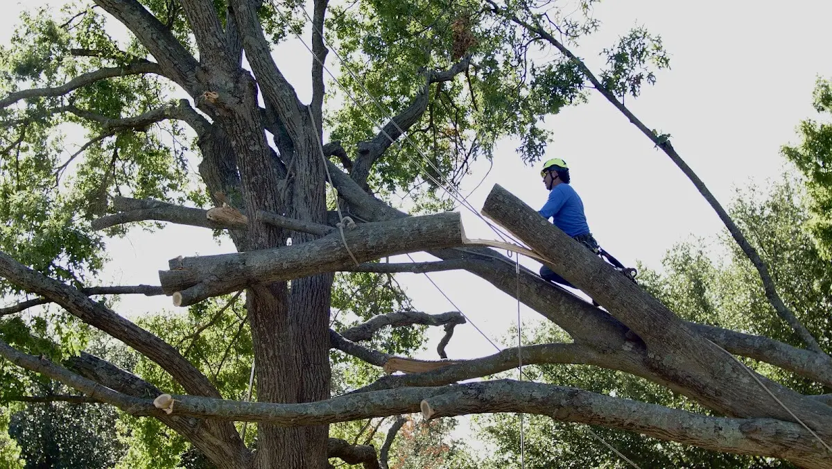 Professional Crown Thinning performed by certified arborists in Gwinner